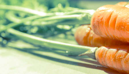 Close up of Carrotsの写真素材