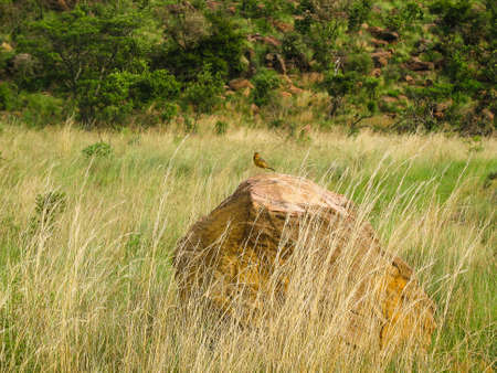 Eastern Meadolark perched on a rock, South Africaの写真素材