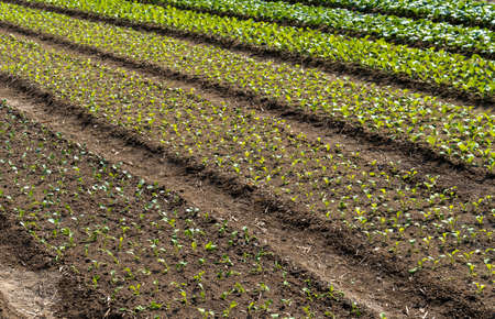 Fertile, arable farmland on Lamma Island HongKongの写真素材