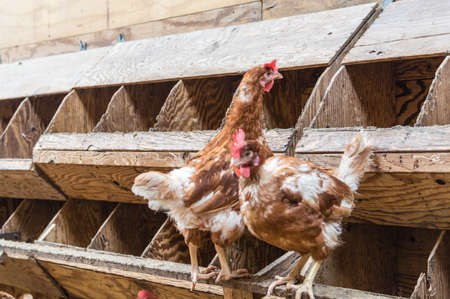 Chickens at a Chickenfarmの写真素材