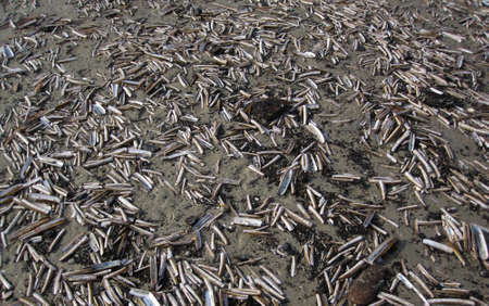 Dead shells washed ashore on a Dutch North Sea Beachの写真素材