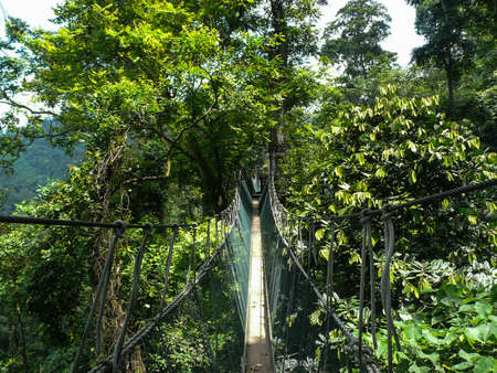 Rope walkway through the treetops in a rain forest in Ghanaの写真素材