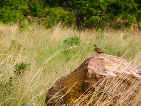 Eastern Meadolark perched on a rock, South Africaの写真素材