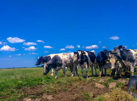 Cows on a green meadowの写真素材