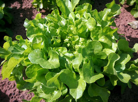 Close up of Lettuceの写真素材
