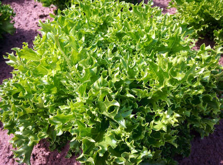 Close up of Lettuceの写真素材