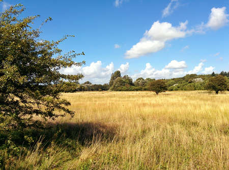 Beautiful Meadow in a dune area of Netherlandsの写真素材