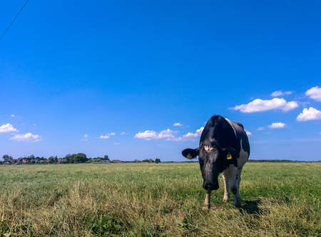 Cows on a green meadowの写真素材