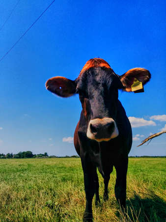 Cow on a green meadowの写真素材