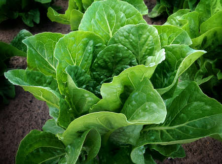 Close up of Lettuceの写真素材