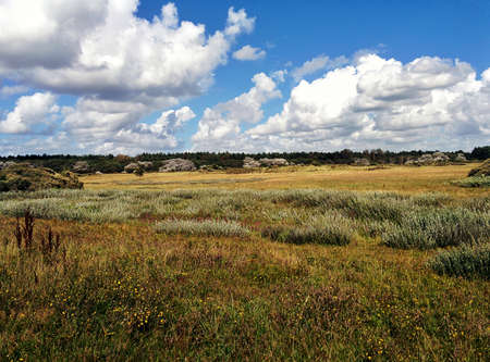 Beautiful Meadow in a dune area of Netherlandsの写真素材