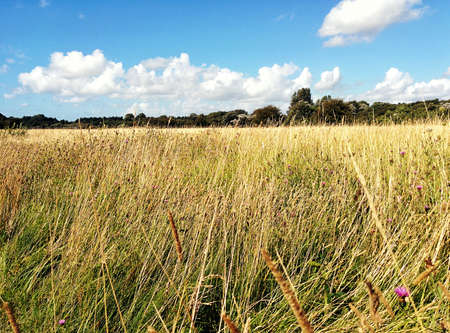 Beautiful Meadow in a dune area of Netherlandsの写真素材