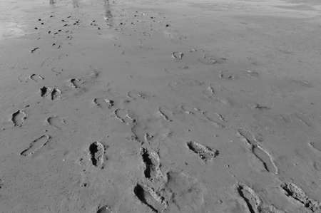 Walking through mudflatsの写真素材