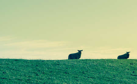 Sheepの写真素材