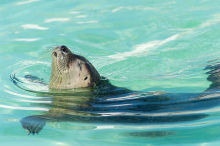 Sunbathing Sealpupの写真素材