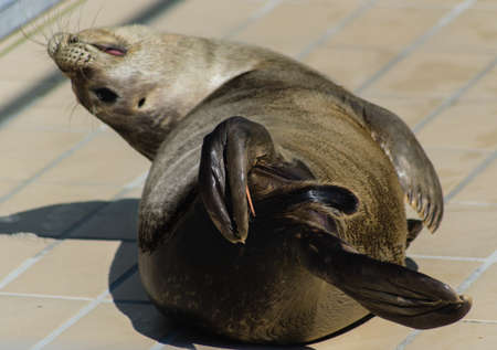 Sealpup acting funny