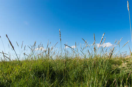Close up of fresh thick grass in the morningの写真素材
