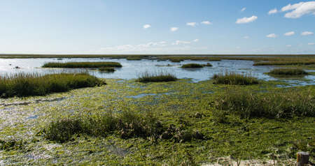 swamp in summer, Pieterburen,Groningenの写真素材