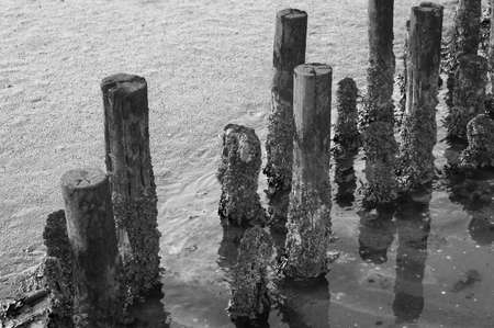 Black and White Coastal feature on dutch mud flatsの写真素材