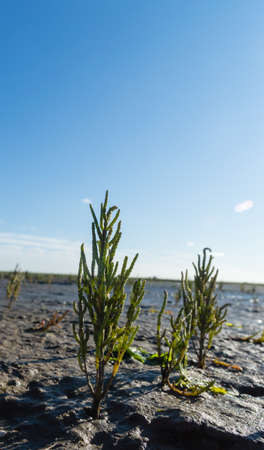 Natural Salicornia の写真素材