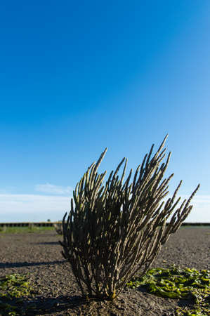 Natural Salicornia の写真素材