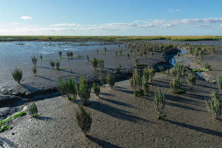 Natural Salicornia 