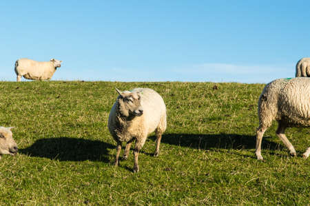 Sheepの写真素材