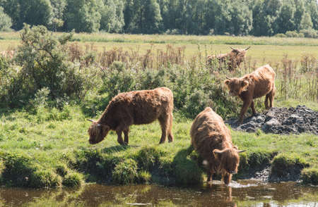 Highland Cattle (Scottish Highlander) at Lauwersmeer, The Netherlandsの写真素材