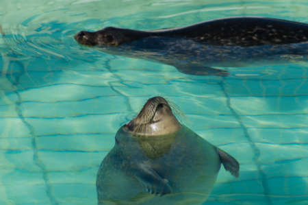 Sunbathing Sealpupの写真素材
