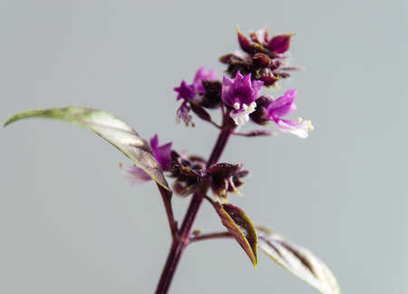 Fresh basil and blossom in the plantationの写真素材