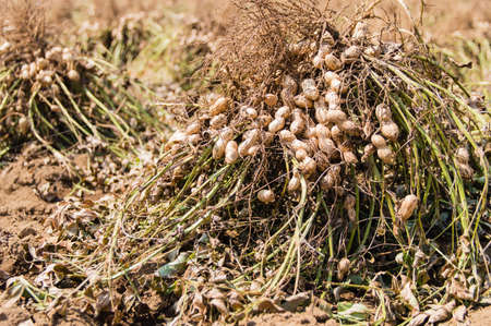 Freshly dug, or turned, peanuts cling to the roots of their plants as they dry in the sun.の写真素材