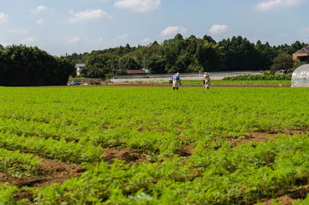 farmers Working in the Field, Natira, Japanの写真素材