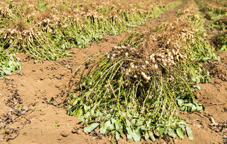 Freshly dug, or turned, peanuts cling to the roots of their plants as they dry in the sun.