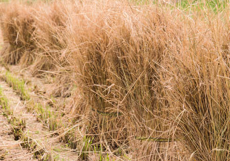 Small Bound Hay Bales or Haystacksの写真素材