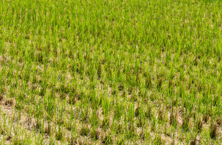 Rice Field In Narita , Japan
