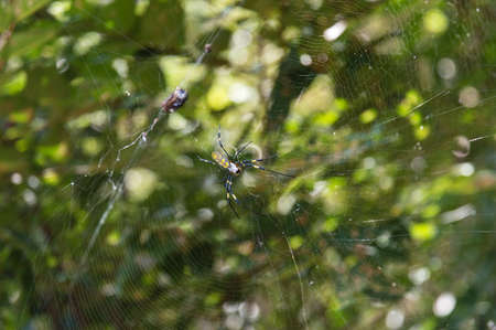 Female of a Golden silk orb-weaver spider, Nephila clavata on its net
