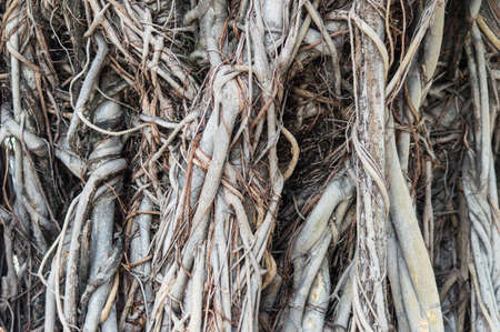 Close-up of a Banyan interlaced rootsの写真素材