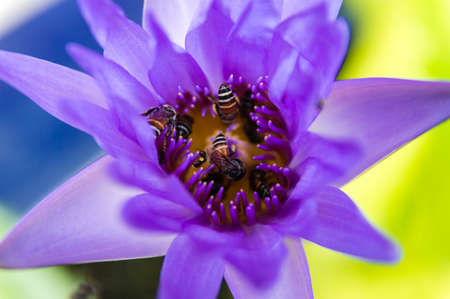 Hatched lotus flower with beesの写真素材