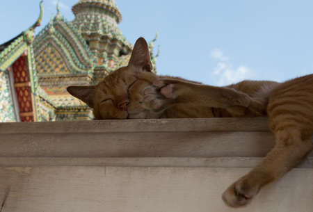 A Sleeping Cat at Wat Pho Temple, Bangkok, Thailandの写真素材