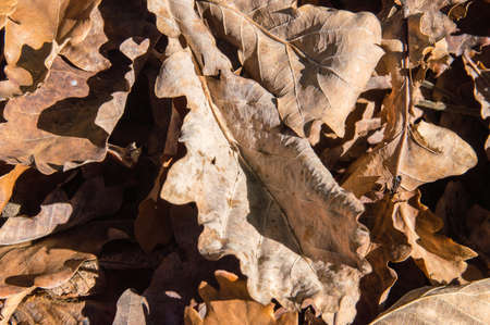 Texture of autumn leaves.の写真素材