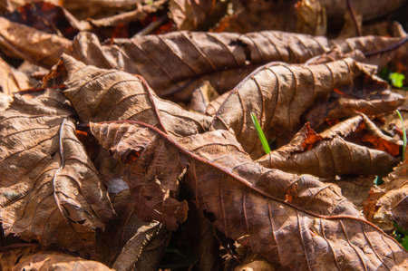 Texture of autumn leaves.の写真素材