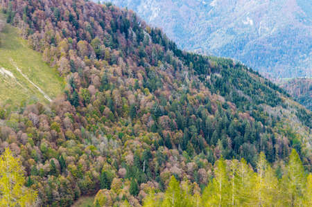 Larch tree forest with mountains in the alpsの写真素材
