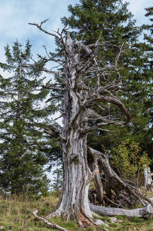 High latitude dead tree.の写真素材