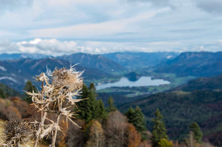 View from the zwolferhorn mountain on to the Wolfgangsee in Austria, with wollkopfige kratzdistel flower in frontの写真素材