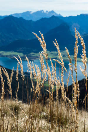 Grass closeup with in the background the Wolfgangsee, Austriaの写真素材