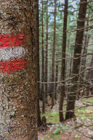 The Flag Of Austria Painted On Tree Barkの写真素材