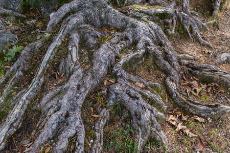 Old tree roots exposed on a hillside.の写真素材
