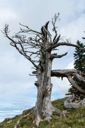 High latitude dead tree.の写真素材