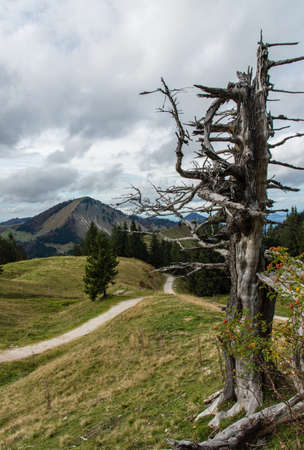 High latitude dead tree.の写真素材