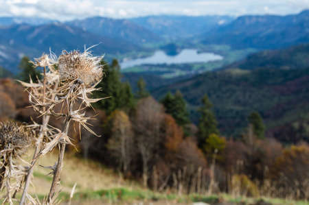 View from the zwolferhorn mountain on to the Wolfgangsee in Austria, with wollkopfige kratzdistel flower in frontの写真素材